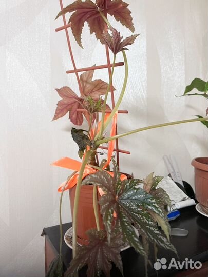 Цветы комнатные