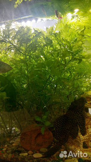 Аквариумное растение