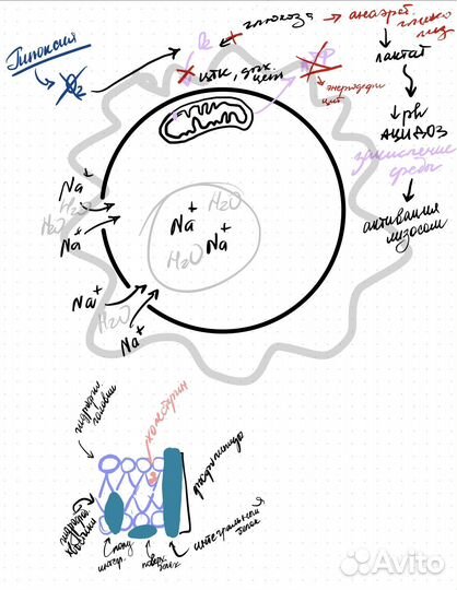 Репетитор по патофизиологии и фармакологии