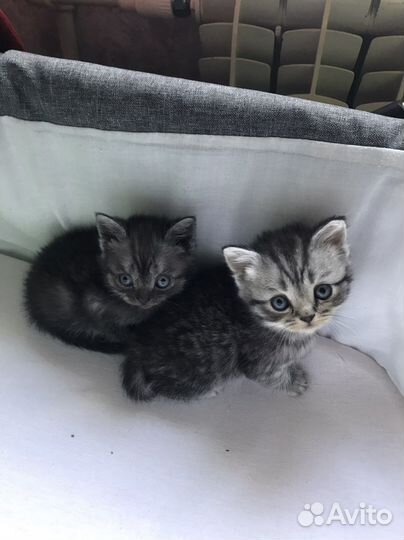 Британские котята