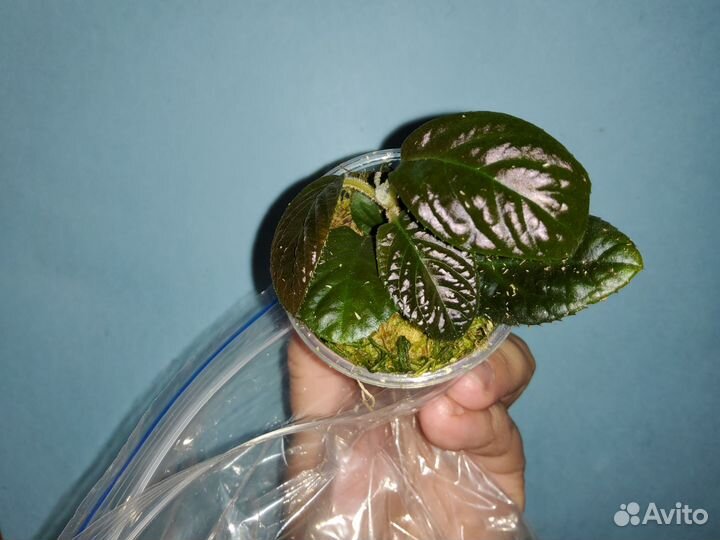 Ардизия чёрная рифленая