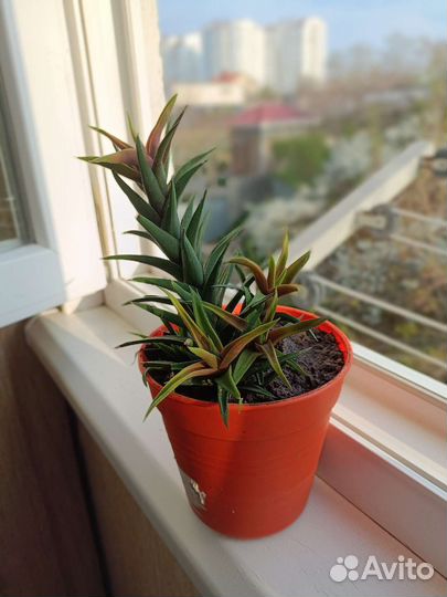 Суккуленты хавортия