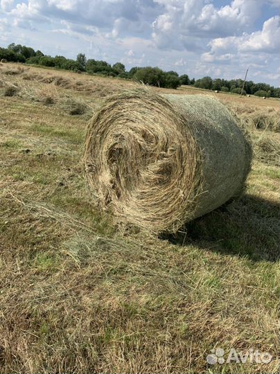Сено в рулонах 2023 продажа от 10 рулононов