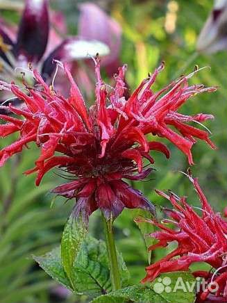 Пряные и декоративные растения