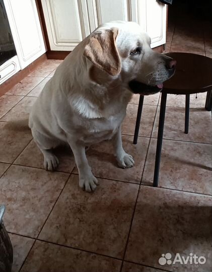 Кобель лабрадора вязка