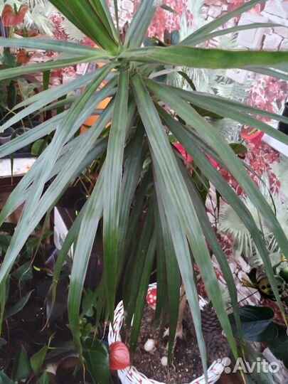 Пальма драцена.дифинбахия