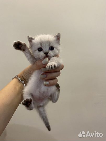Британская кошка бесплатно