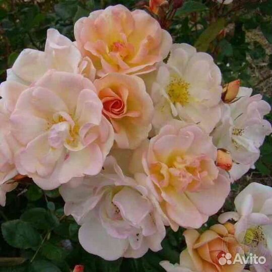 Продам саженцы роз