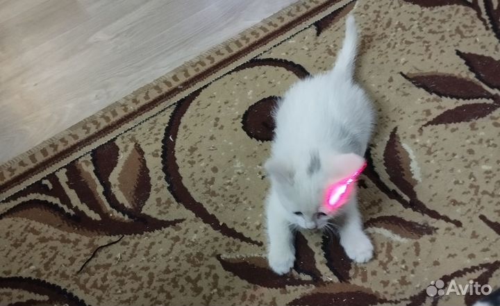 Кошка в дар
