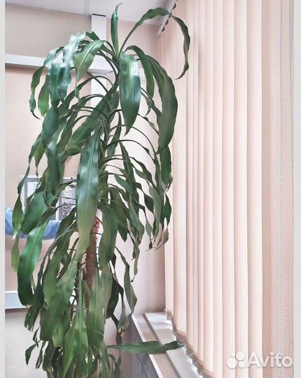 Цветок высокий до потолка в дом офис кафе