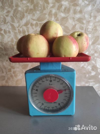 Яблоки домашние