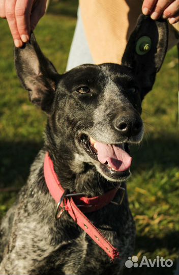 Собака в добрые руки