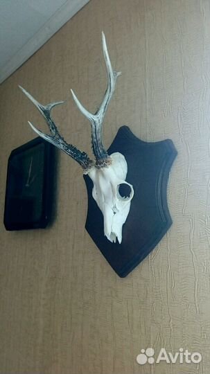 Череп косули