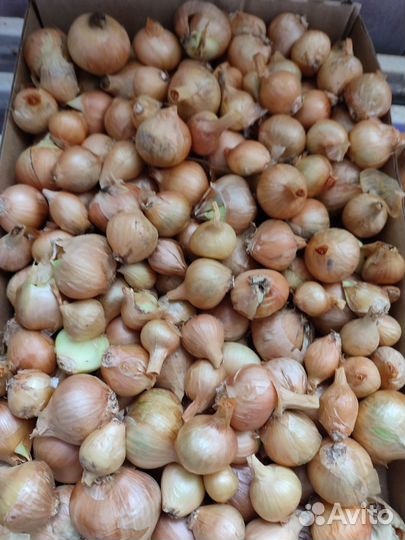 Посадочный Лук-Шалот, Лук репчатый на еду