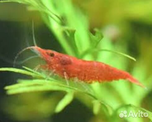 Рыбки Креветки Улитки Растения