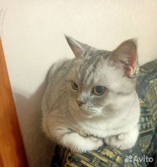Британская кошка вязка