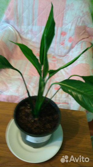 Спатифиллум