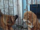 Тибетский Мастиф щенки