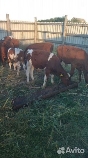 Бычки 3-5 месячные