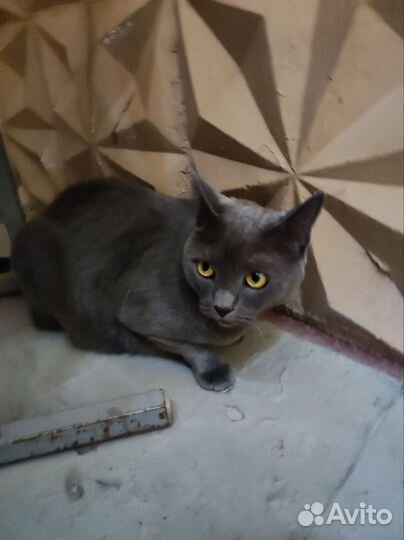 Британский кот