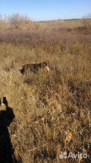 Вязка Дратхаар