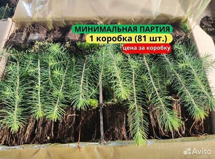 Сеянцы сосны обыкновенной зкс от производителя