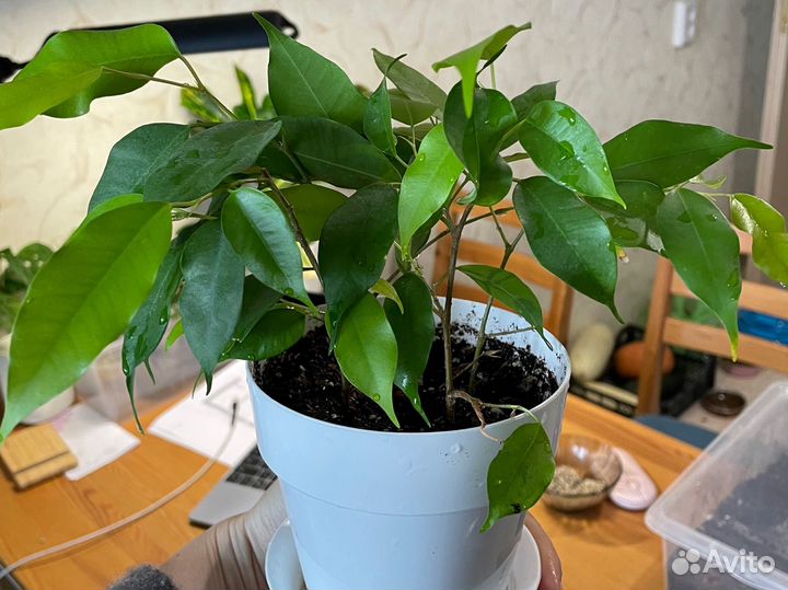 Фикус бенджамина