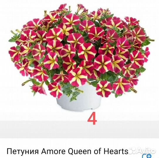 Вегетативная петуния