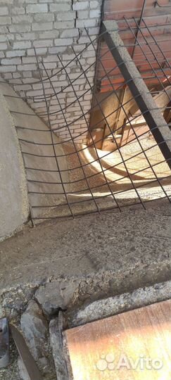 Семена озимой пшеницы