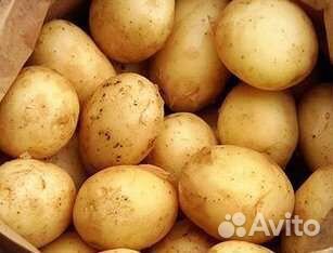 Продам семенной картофель сорт Гала,чеснок