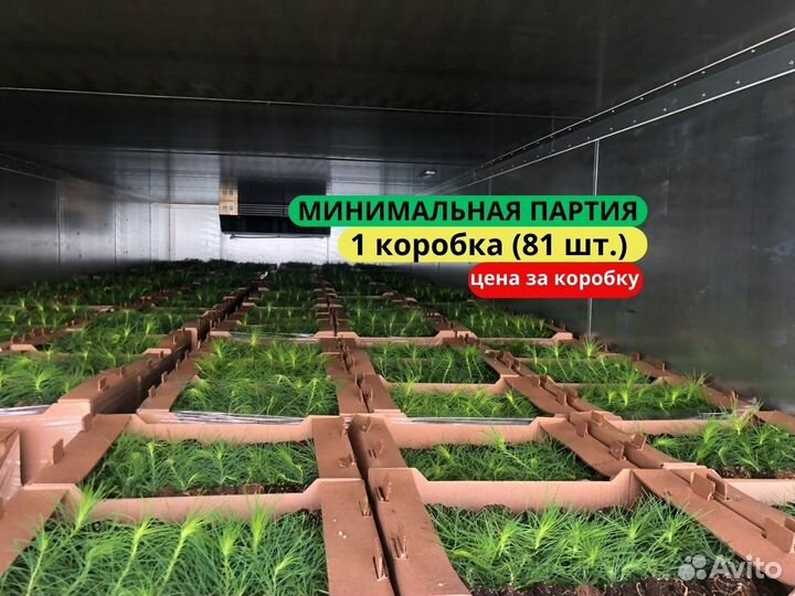 Сеянцы сосны зкс в розницу