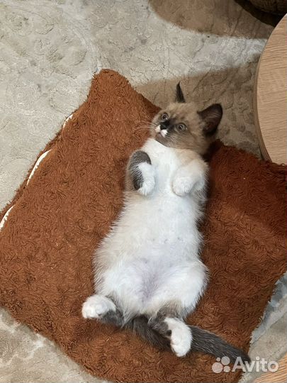 Кошка в добрые руки
