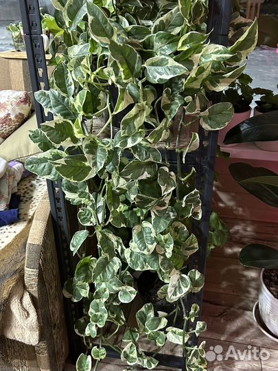 Сциндапсус (эпипремнум) сортовые