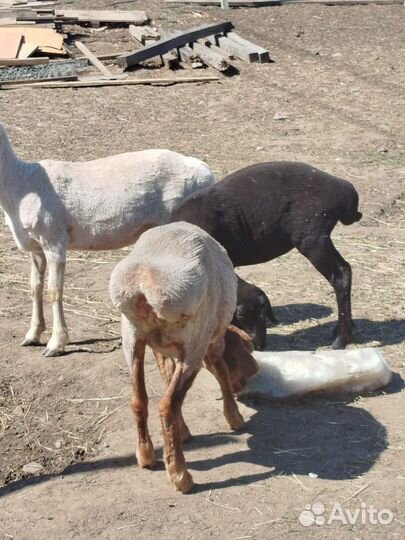 Овцы матки ярки