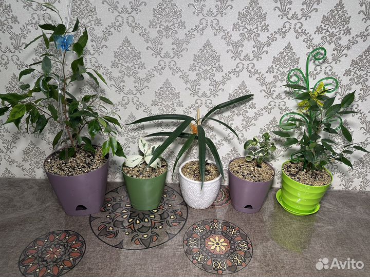 Фикусы сортовые