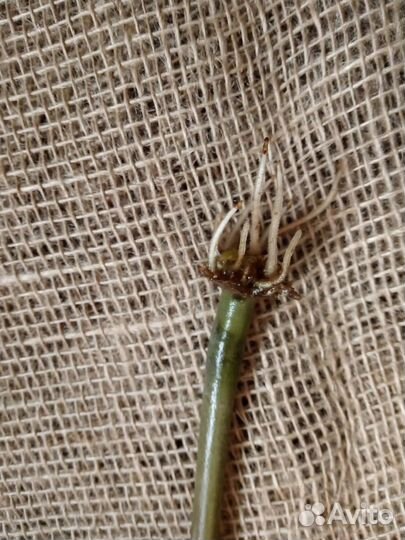 Замиокулькас