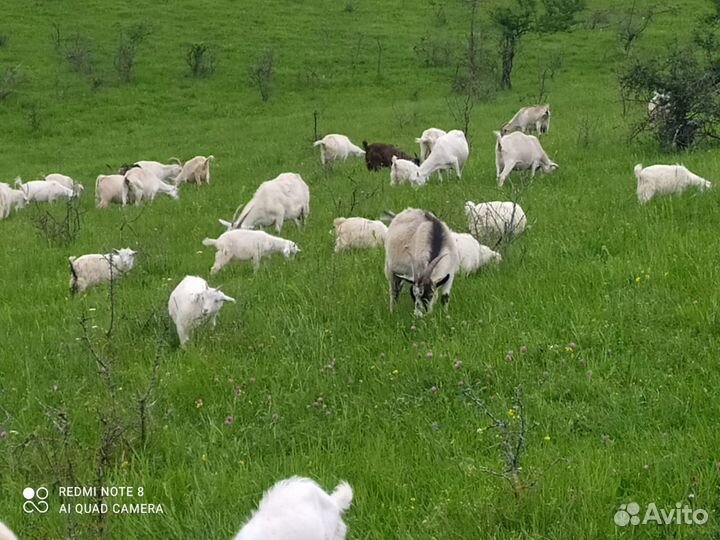 Дойные молочные козы и козлята