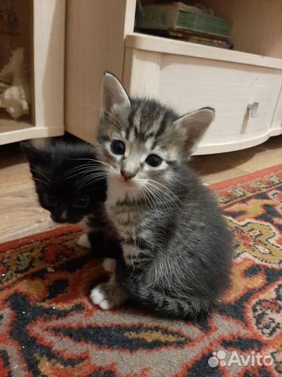 Милые котята в добрые руки