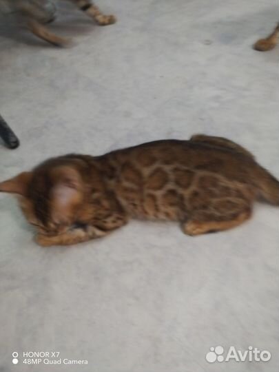 Бенгальские котята