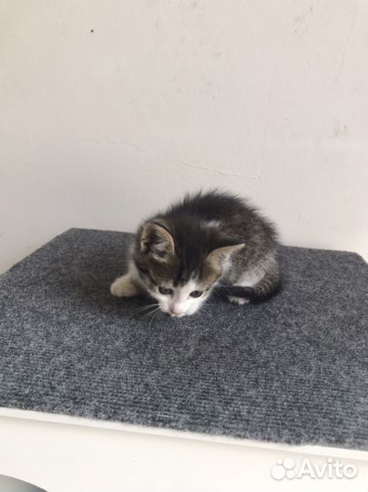 Котята в добрые руки 1 месяц