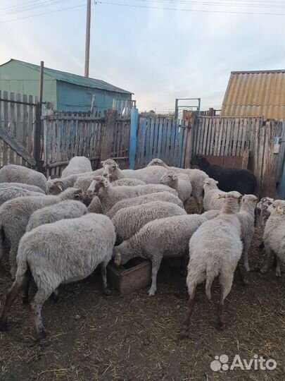 Овцы и бараны