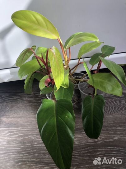 Филодендроны, сциндапсусы, сингониумы