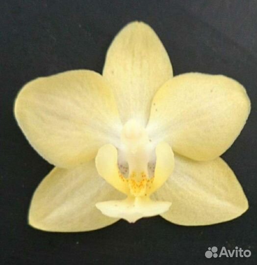 Орхидея фаленопсис
