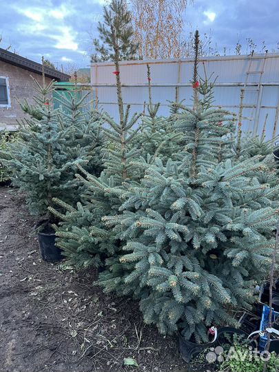 Голубые ели