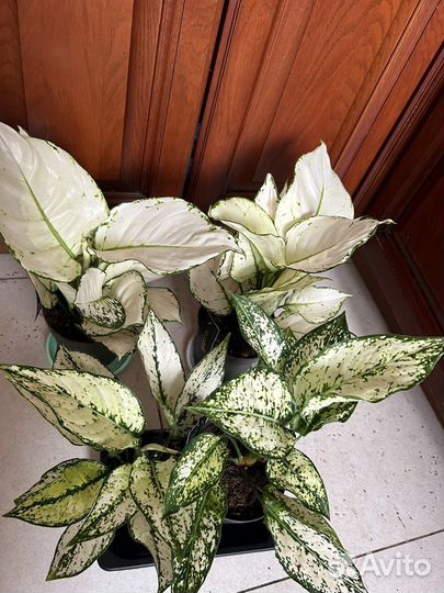 Аглаонемы Вайт джой и Вайт киви