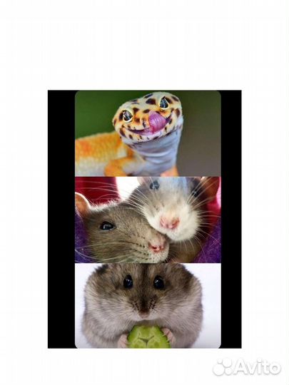 Передержка рептилий / грызунов