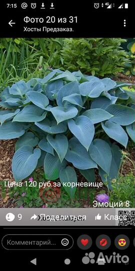 Клубника Купчиха