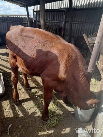 Продается бычок