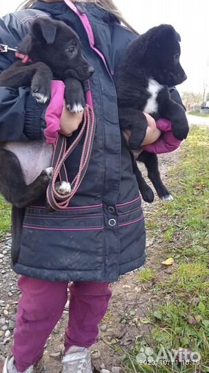 Щеночки в добрые руки