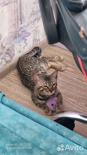 Бенгальский кот